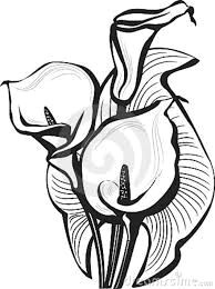 Drawings Of Calla Lily Flowers 63 Best Calla Lillies Images Calla Lilies Flower Designs Lilies