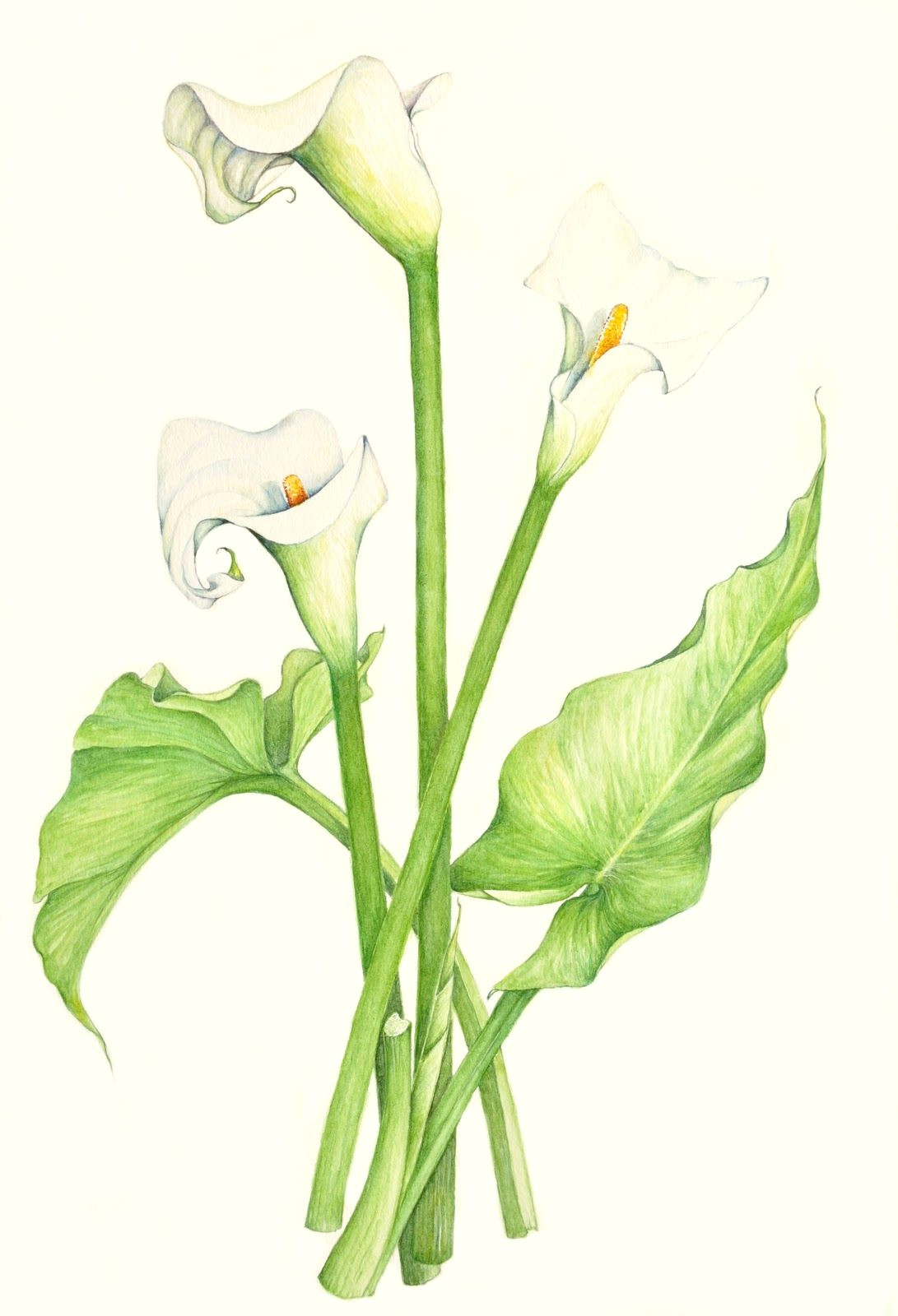 Drawings Of Calla Lily Flowers Calla Lily Leaves Google Search Varkore Pinte