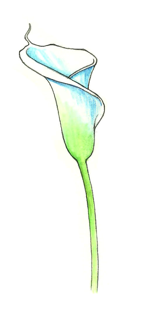 Drawings Of Calla Lily Flowers El Lirio De Cala Es Una Flor Simple Y Delicada Que Muchos Floristas