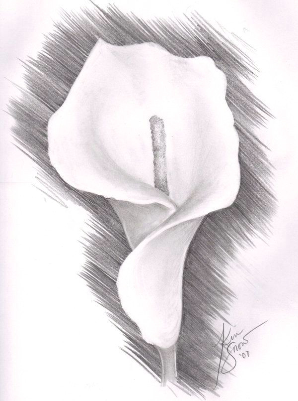 Drawings Of Calla Lily Flowers Lily Flower Drawing Pencil Botanical Drawings Calla Lily I