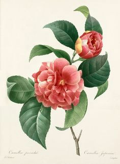 Drawings Of Camellia Flowers 28 Best Camellias Images Botanical Illustration Botanical