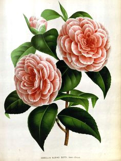 Drawings Of Camellia Flowers 62 Best Camellia Tattoo Images Ink Flowers Floral Tattoos