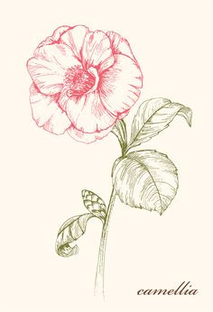 Drawings Of Camellia Flowers 62 Best Camellia Tattoo Images Ink Flowers Floral Tattoos