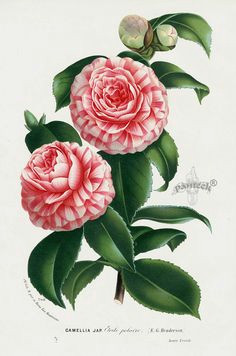 Drawings Of Camellia Flowers 62 Best Camellia Tattoo Images Ink Flowers Floral Tattoos