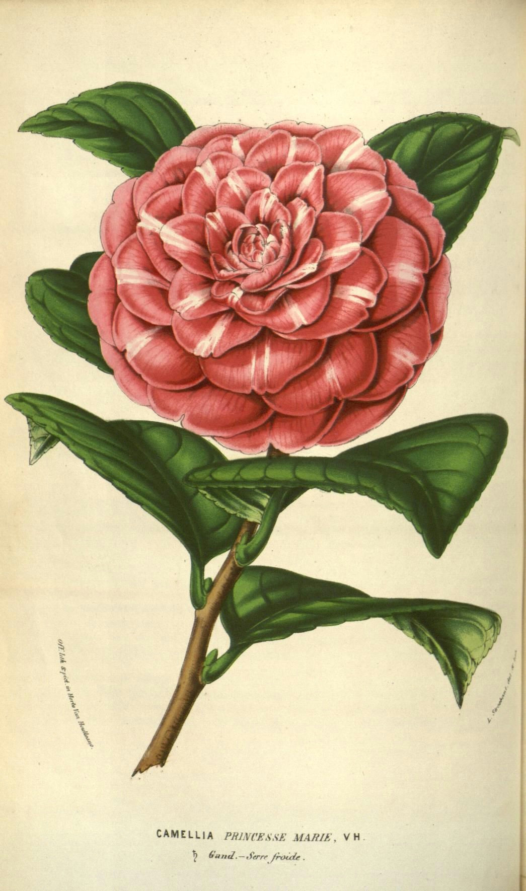 Drawings Of Camellia Flowers V 9 1853 54 Flore Des Serres Et Des Jardins De L Europe