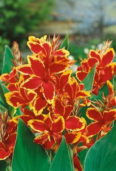 Drawings Of Canna Flowers 103 Best Canna Images Gray Hair Gardens Canna Lily