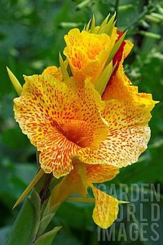 Drawings Of Canna Flowers 103 Best Canna Images Gray Hair Gardens Canna Lily