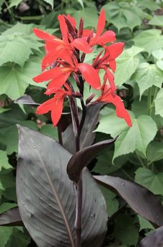 Drawings Of Canna Flowers 103 Best Canna Images Gray Hair Gardens Canna Lily