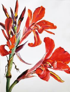 Drawings Of Canna Flowers 111 Best Canna Art Images Flower Art Art Pictures Floral Paintings