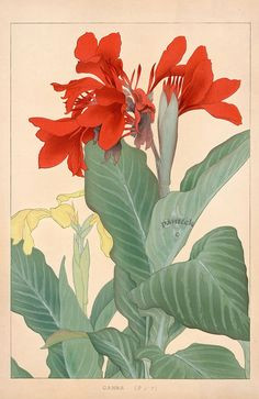 Drawings Of Canna Flowers 111 Best Canna Art Images Flower Art Art Pictures Floral Paintings