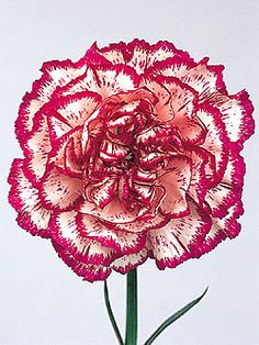 Drawings Of Carnation Flowers 14 Best January Birth Flowers Red Carnation and White Snowdrop