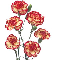 Drawings Of Carnation Flowers 27 Best Mini Carnations Images Mini Carnations Bridal Bouquets