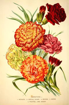 Drawings Of Carnation Flowers 509 Best Carnation Images In 2019 Flower Art Art Floral Art