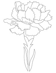 Drawings Of Carnation Flowers Image Result for Carnation Flowers Drawing Drawing Inspirations