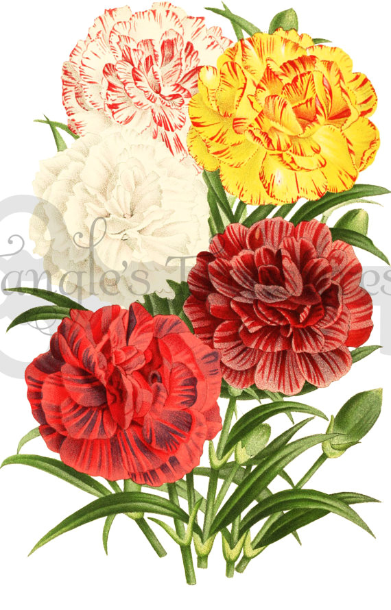 Drawings Of Carnation Flowers Vintage Carnations Clipart High Resolution Printable Artwork
