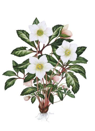 Drawings Of Christmas Roses Helleborus Niger Christmas Rose A C Sally Crosthwaite Sba