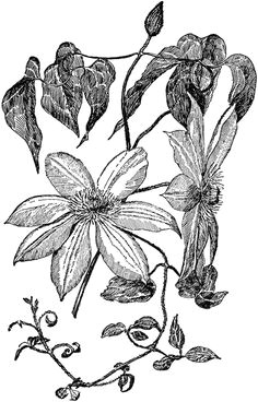 Drawings Of Clematis Flowers 114 Best Clematis Images In 2019 Botanical Illustration Clematis