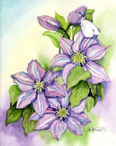 Drawings Of Clematis Flowers 38 Best Clematis Paintings Images Watercolor Paintings Water