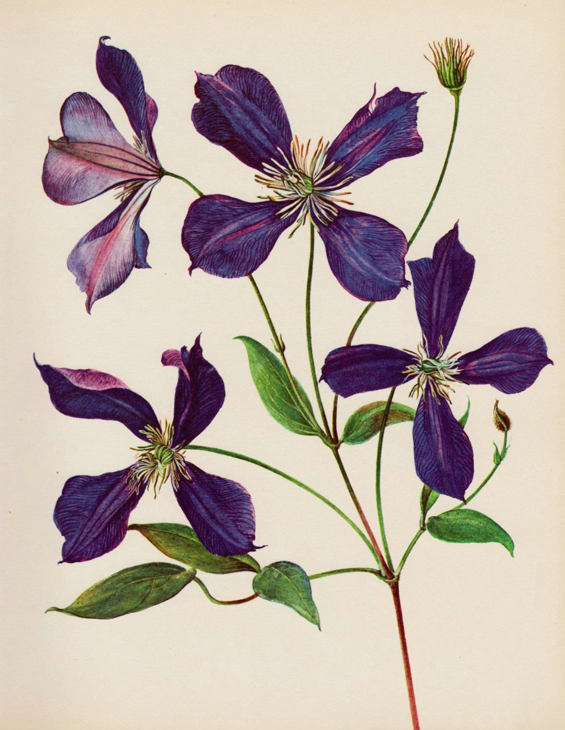 Drawings Of Clematis Flowers French Country Decor Vintage Purple Clematis Flower Print Country