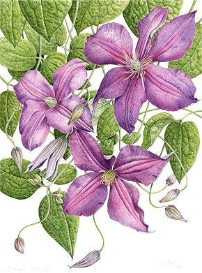 Drawings Of Clematis Flowers Pin by Robin Brown On Coloring Pages Botanical Illustration