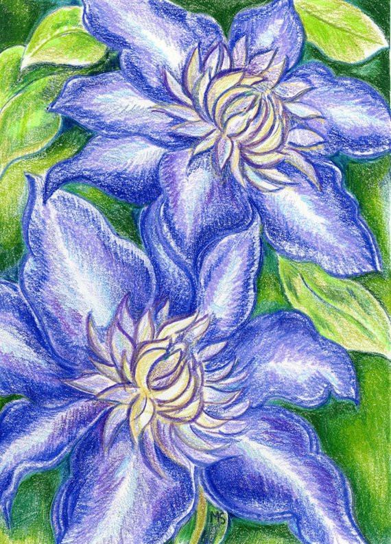 Drawings Of Clematis Flowers Purple Clematis Flower original Color Pencil Drawing 5×7 Flower