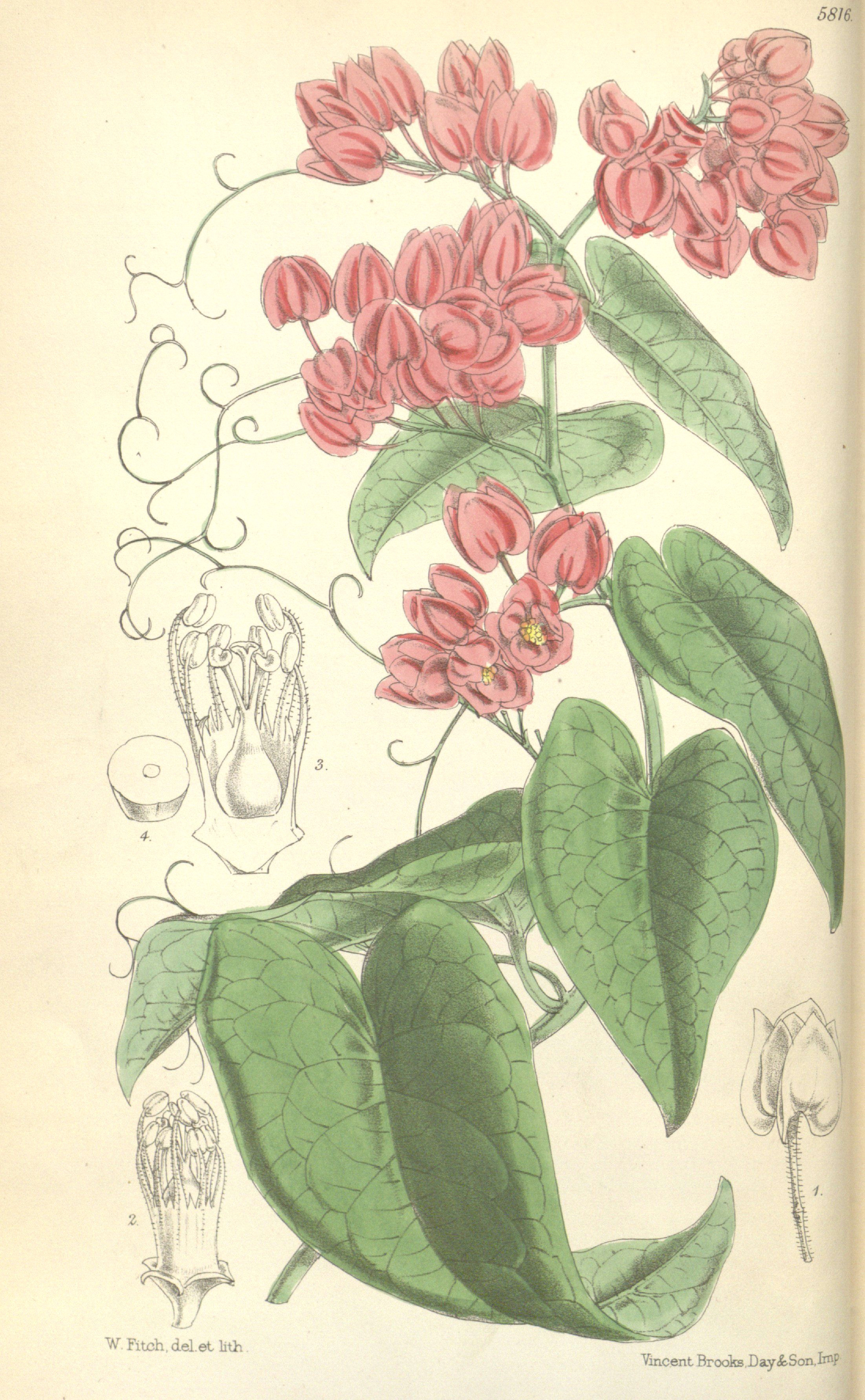 Drawings Of Climbing Flowers Coral Vine Antigonon Leptopus Circa 1870 Vine Illustrations