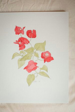 Drawings Of Climbing Flowers Erin Ellis Botanical Flowering Vines Watercolor Drawings 9 2 Jpg