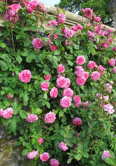 Drawings Of Climbing Roses 189 Best Garden European formal Informal Climbing Roses Mixed W