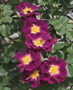 Drawings Of Climbing Roses 25 Best Roses that Can Climb Images Beautiful Roses Rose