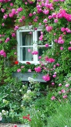 Drawings Of Climbing Roses 366 Best Rose Bushes and Climbing Roses Images Climbing Roses