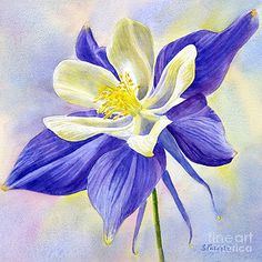 Drawings Of Columbine Flowers 54 Best Watercolour Columbines Images Florals Beautiful Flowers