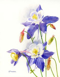 Drawings Of Columbine Flowers 54 Best Watercolour Columbines Images Florals Beautiful Flowers