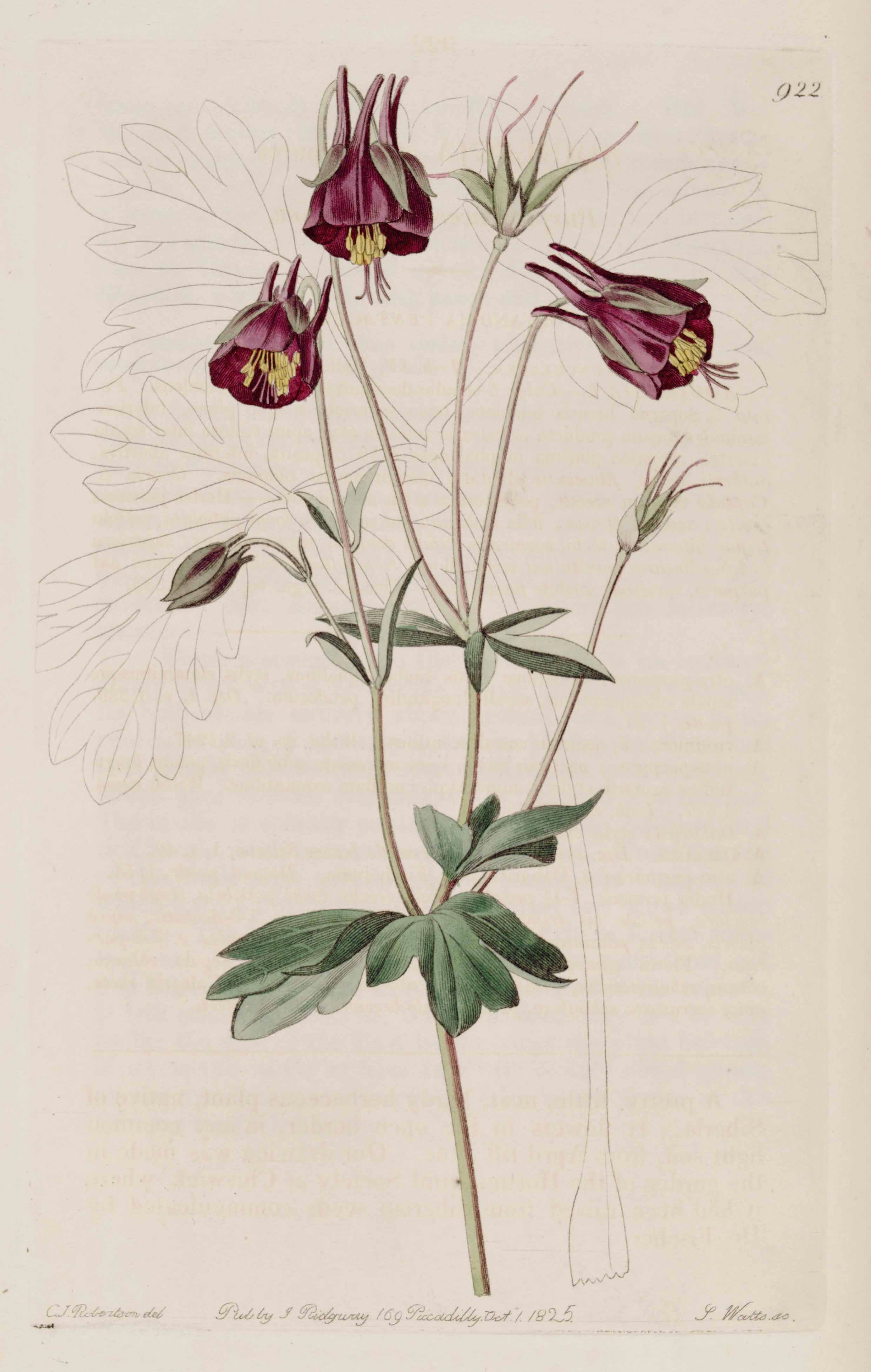 Drawings Of Columbine Flowers Aquilegia Viridiflora Illustration Circa 1825 Columbines