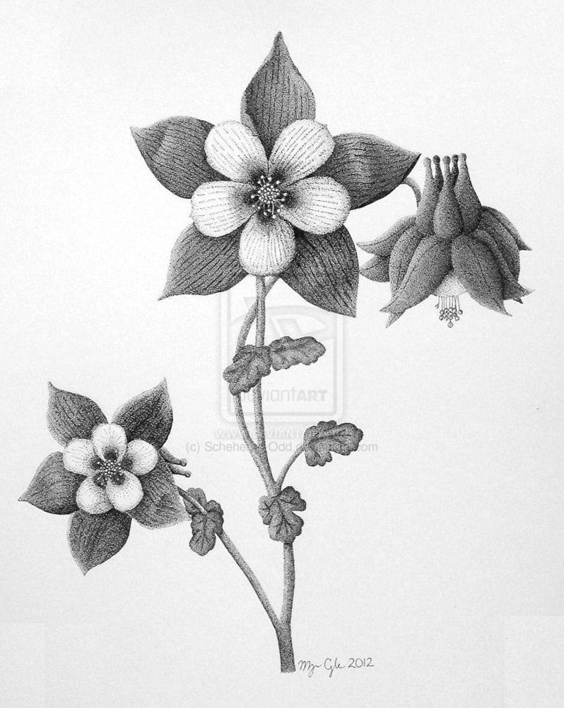 Drawings Of Columbine Flowers Columbine Flower Columbine Flower by Scheheraz Odd On Deviantart