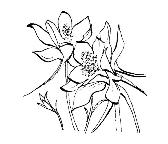 Drawings Of Columbine Flowers Gallery for Columbine Flower Line Drawing Amaryllis Study