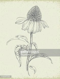 Drawings Of Cone Flowers 55 Best Wildflower Drawing Images Botanical Drawings Drawings