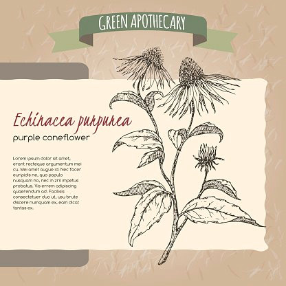 Drawings Of Cone Flowers Aka Lila Echinacea sonnenhut Skizze Premium Clipart Clipartlogo Com