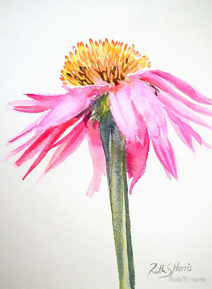 Drawings Of Cone Flowers Coneflower by Ruth S Harris Drawing Pinterest Watercolor