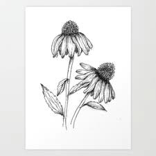 Drawings Of Cone Flowers Image Result for Cone Flower Sketch Motorhead Pinterest