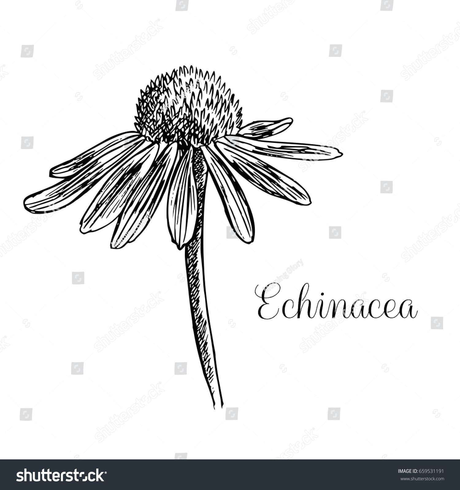 Drawings Of Cone Flowers Image Result for Echinacea Line Tattoo Pinterest Tattoo