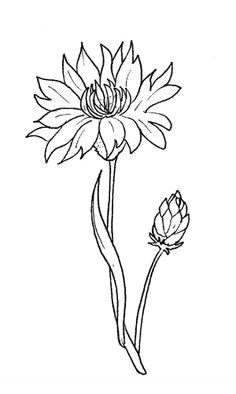Drawings Of Corn Flower 215 Best Flower Sketch Images Images Flower Designs Drawing S