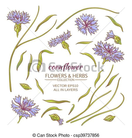 Drawings Of Corn Flower Blue Cornflower Vector Set On White Background