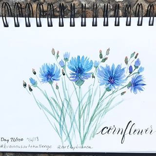 Drawings Of Corn Flower Cornflower Artbybianca I Painted This Cornflower Following Bianca S