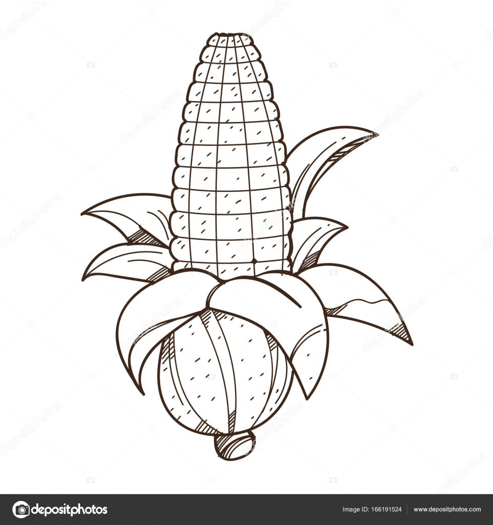 Drawings Of Corn Flower Ear Of Corn Logo Outline Stock Vector A C Filkusto 166191524