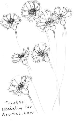 Drawings Of Corn Flower How to Draw A Cornflower Step 3 Art Design Pinterest