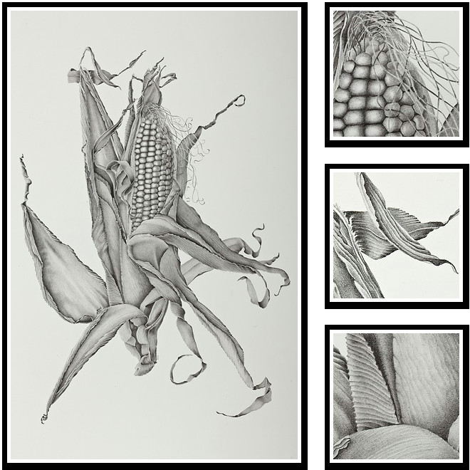 Drawings Of Corn Flower Zea Mays Sweet Corn Sharon Field Botanical Artist Inspiration