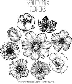 Drawings Of Cosmos Flowers 11 Best Hibiscus Drawing Images In 2019 Hibiscus Drawing Hibiscus