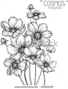 Drawings Of Cosmos Flowers 1150 Best Doodle and Draw Images In 2019 Drawing Techniques
