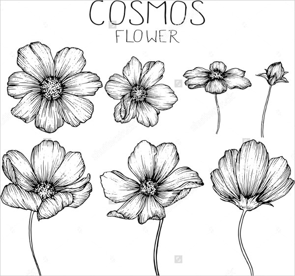Drawings Of Cosmos Flowers Cosmos Drawing Free Download On Ayoqq org