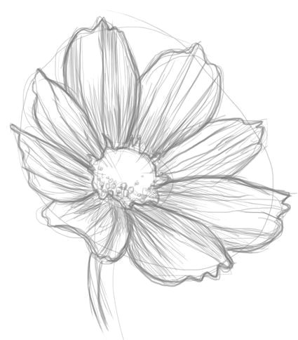 Drawings Of Cosmos Flowers Cosmos Flower Drawingsi E I I E I E I E E D D N N D Dod Pinterest